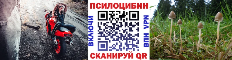 Псилоцибиновые грибы мицелий  Ардатов 